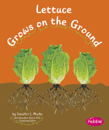 Lettuce Grows on the Ground
