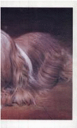 Lhasa Apso(oop)