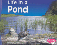 Life in a Pond