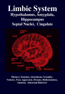 Limbic System: Amygdala, Hypothalamus, Septal Nuclei, Cingulate, Hippocampus: Emotion, Memory, Language, Development, Evolution, Love, Attachment, Sexuality, Violence, Fear, Aggression, Dreams, Hallucinations, Amnesia
