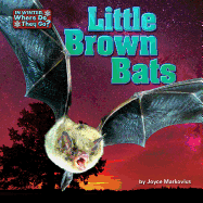 Little Brown Bats
