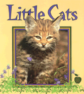 Little Cats