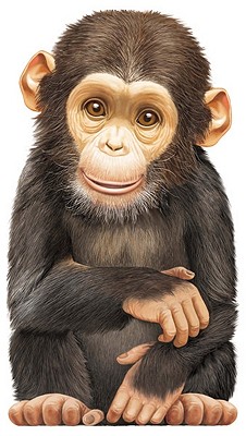 Little Chimp - 