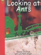 Looking at Ants