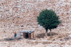 Lost Time: Ahlam Shibli