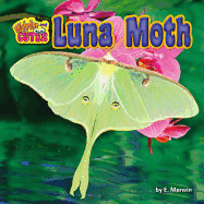Luna Moth