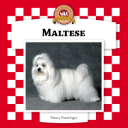 Maltese