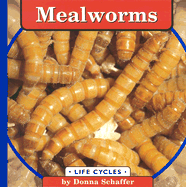 Mealworms