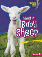 Meet a Baby Sheep