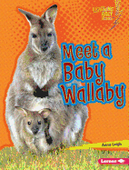 Meet a Baby Wallaby