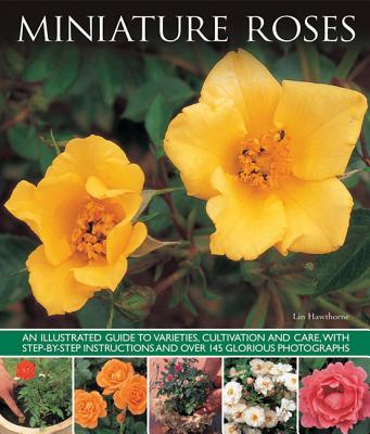 Miniature Roses - Hawthorne, Lin