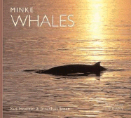 Minke whales