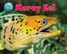 Moray Eel