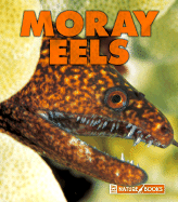 Moray Eels
