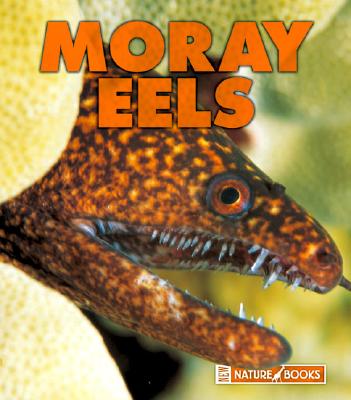 Moray Eels - Rothaus, Don P