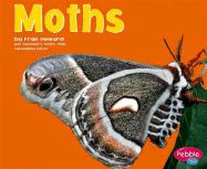 Moths