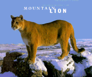 Mountain Lion - Cox, Daniel J (Photographer), and Grambo, Rebecca (Text by)