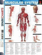 Muscular System SparkCharts