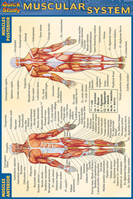 Muscular System - Perez, Vincent