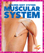 Muscular System