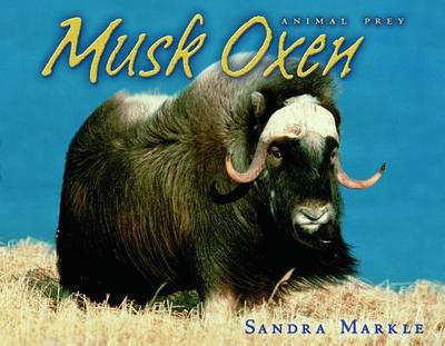 Musk Oxen - Markle, Sandra