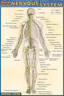 Nervous System