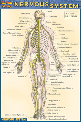 Nervous System - Perez, Vincent