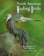 North American Wading Birds