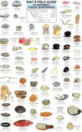 Northwest Coastal Invertebrates