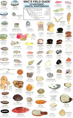 Northwest Coastal Invertebrates - MacGowan, Craig, and Sauskojus, David
