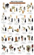 Northwest Trees