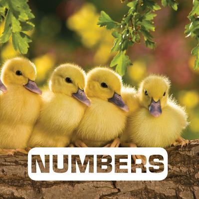Numbers - Nouvion, Judith