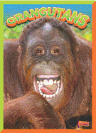 Orangutans