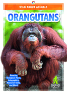 Orangutans