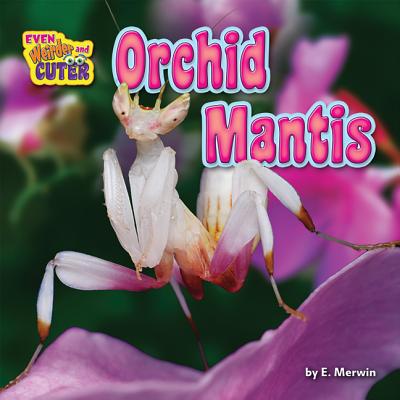 Orchid Mantis - Merwin, E