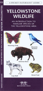 Outwitting Mice: And Other Rodents
