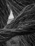 Patrick Dougherty James Florio: Sticks