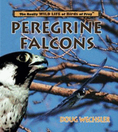 Peregrine Falcons