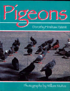 Pigeons