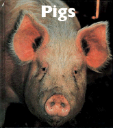 Pigs