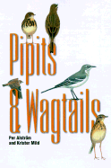 Pipits and Wagtails
