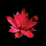 Poison Arrows [LP]