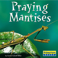 Praying Mantises