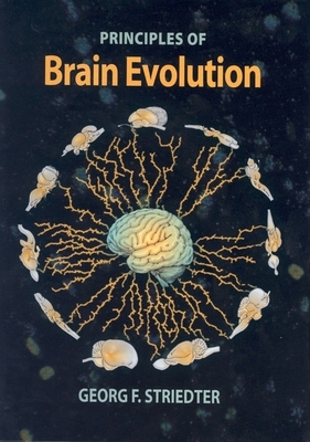 Principles of Brain Evolution - Striedter, Georg F.