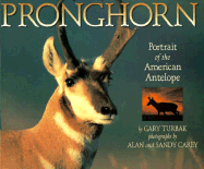 Pronghorn