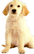 Puppy - Shott, Steve (Photographer), and D K Publishing (Creator)