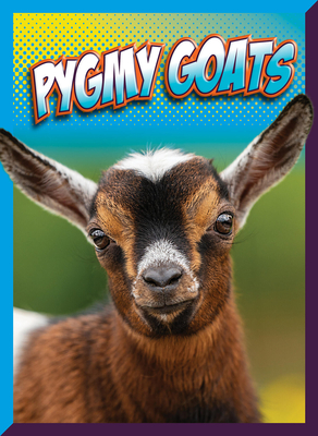 Pygmy Goats - Storm, Marysa