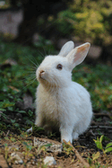 RABBIT drawing book