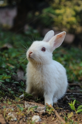 RABBIT drawing book - Kumar, Raman