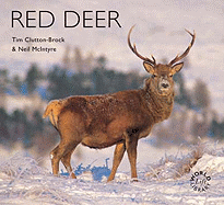 Red Deer
